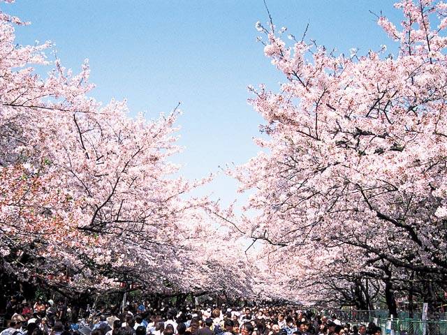 上野桜.jpg